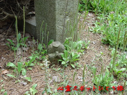 心霊スポット:八柱霊園
