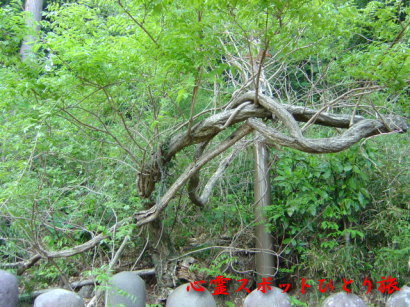心霊スポット:大中寺:根無しの藤