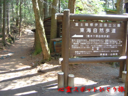 心霊スポット:青木ヶ原樹海